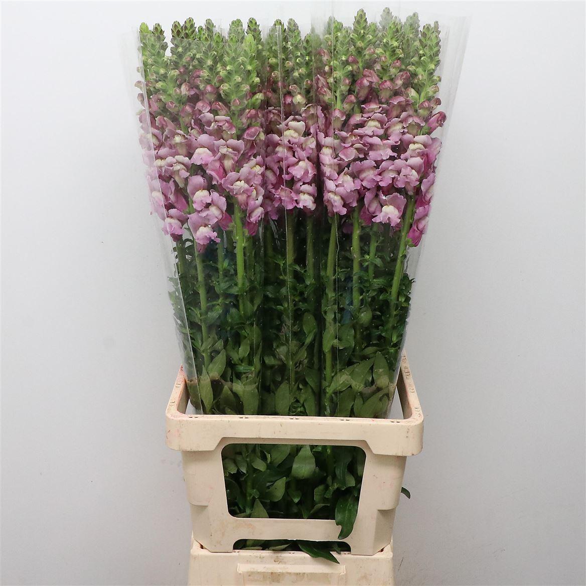 Срезанные цветы оптом Antirrhinum opus lavender от 60шт из Голландии с доставкой по России