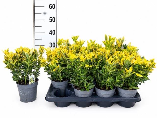 Горшечные цветы и растения оптом Euonymus Japonicus от 8шт из Голландии с доставкой по России