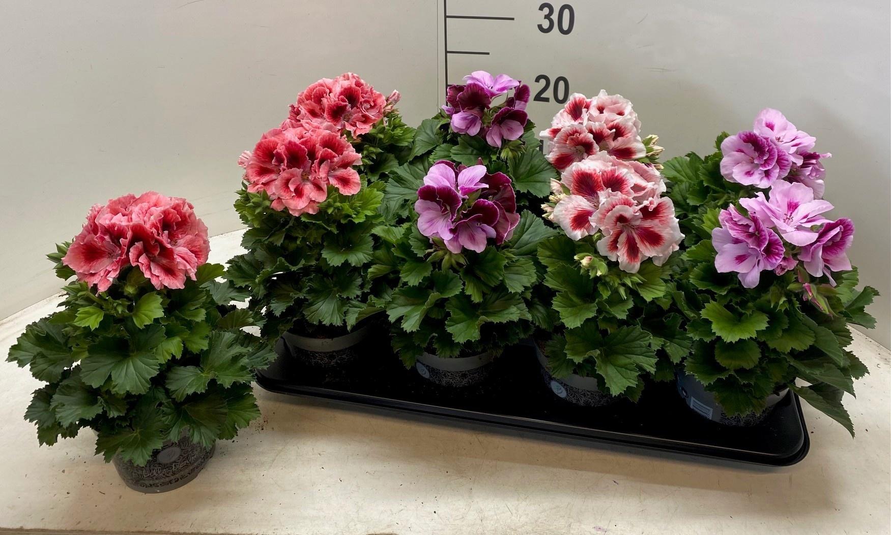 Горшечные цветы и растения оптом Pel Gr Gem от 8шт из Голландии с доставкой по России