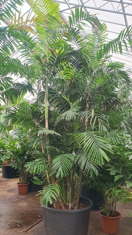 Горшечные цветы и растения оптом Pthychosperma Macarthurii от 1шт из Голландии с доставкой по России