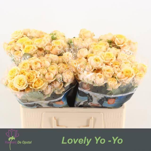 Срезанные цветы оптом Rosa spray lovely yo-yo от 40шт из Голландии с доставкой по России