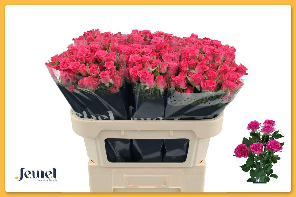 Срезанные цветы оптом Rosa spray lianne от 80шт из Голландии с доставкой по России