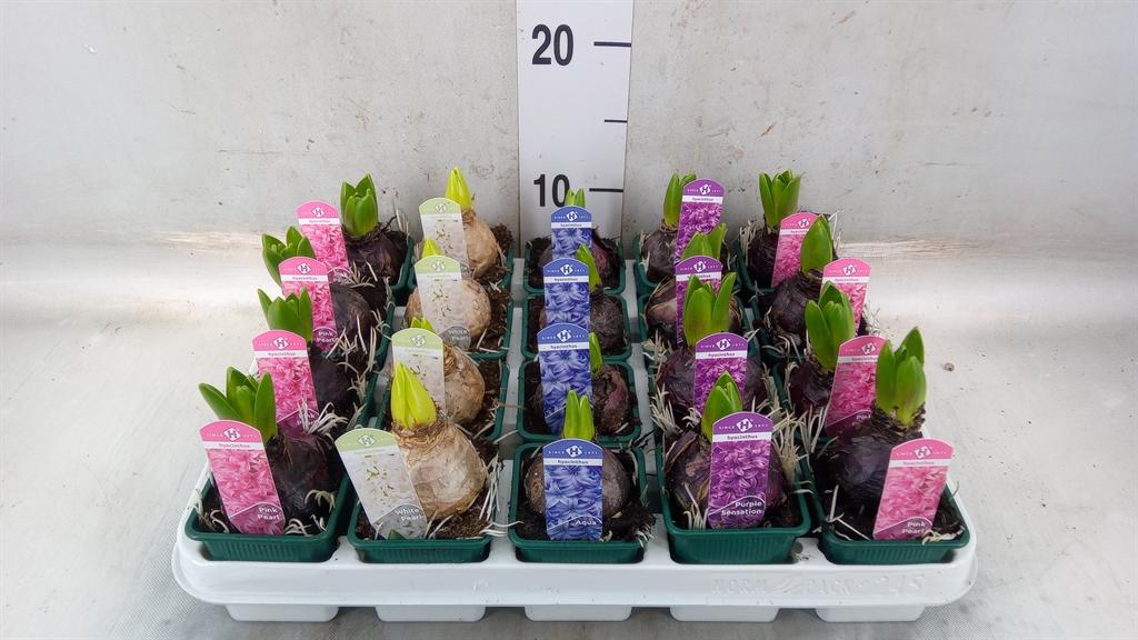 Горшечные цветы и растения оптом Hyacinthus Orie.   ...mix 5 от 20шт (для телеги) из Голландии с доставкой по России