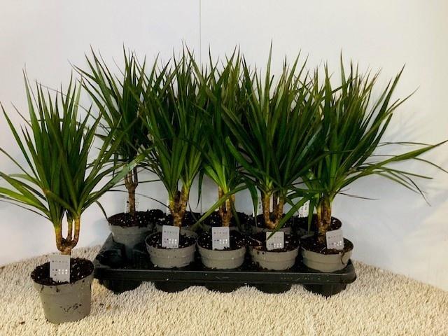 Горшечные цветы и растения оптом Dra Marginata от 10шт из Голландии с доставкой по России