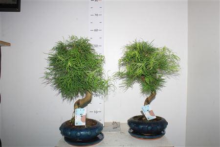 Горшечные цветы и растения оптом Bonsai Pseudolarix S-shape от 1шт из Голландии с доставкой по России