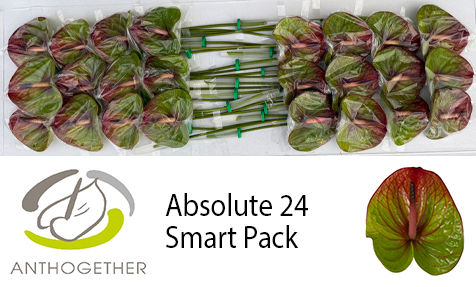 Срезанные цветы оптом Anthurium absolute от 24шт из Голландии с доставкой по России