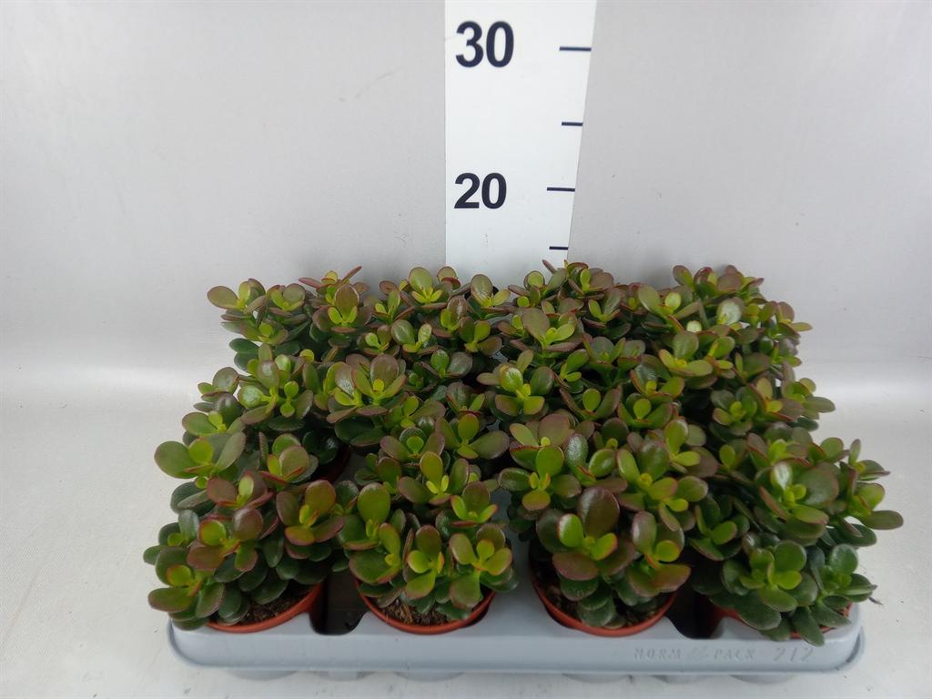 Горшечные цветы и растения оптом Crassula Ovata minor от 12шт (для телеги) из Голландии с доставкой по России