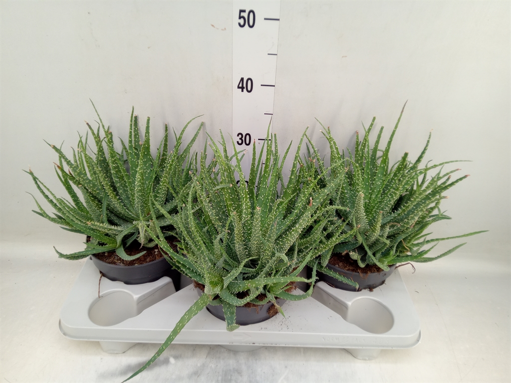 Горшечные цветы и растения оптом Aloe Humilis от 3шт из Голландии с доставкой по России