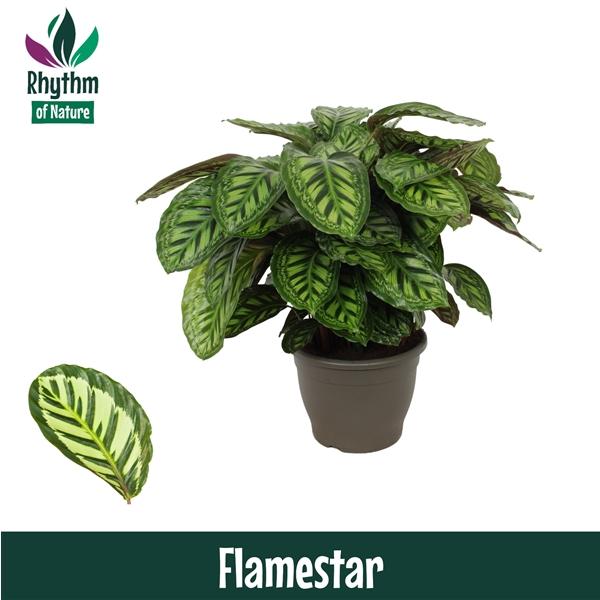 Горшечные цветы и растения оптом Calathea Flamestar Rhythm Of Nature от 1шт из Голландии с доставкой по России