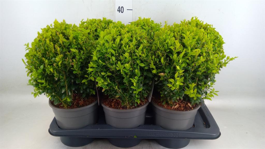 Горшечные цветы и растения оптом Buxus Semp.   ... от 6шт из Голландии с доставкой по России