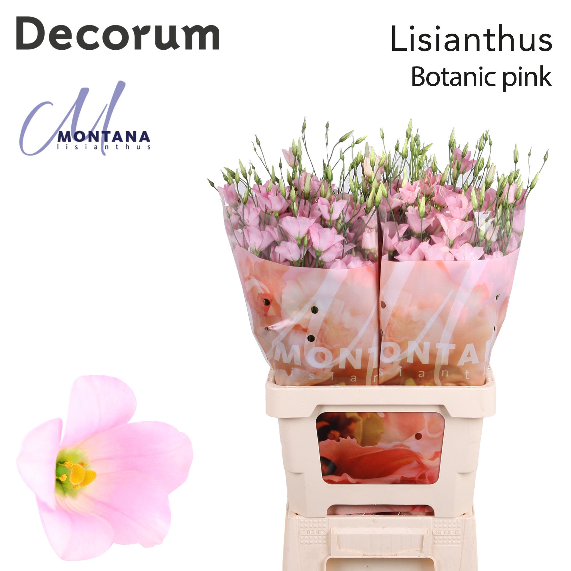 Срезанные цветы оптом Lisianthus si botanic pink от 20шт из Голландии с доставкой по России