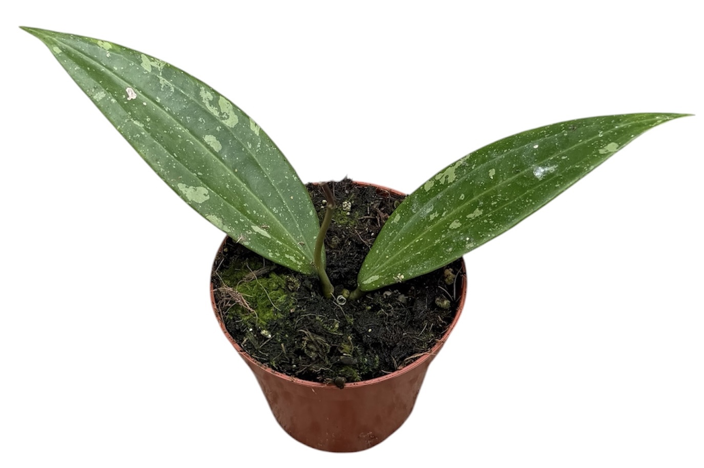 Горшечные цветы и растения оптом Hoya Sp Loei от 1шт (для телеги) из Голландии с доставкой по России