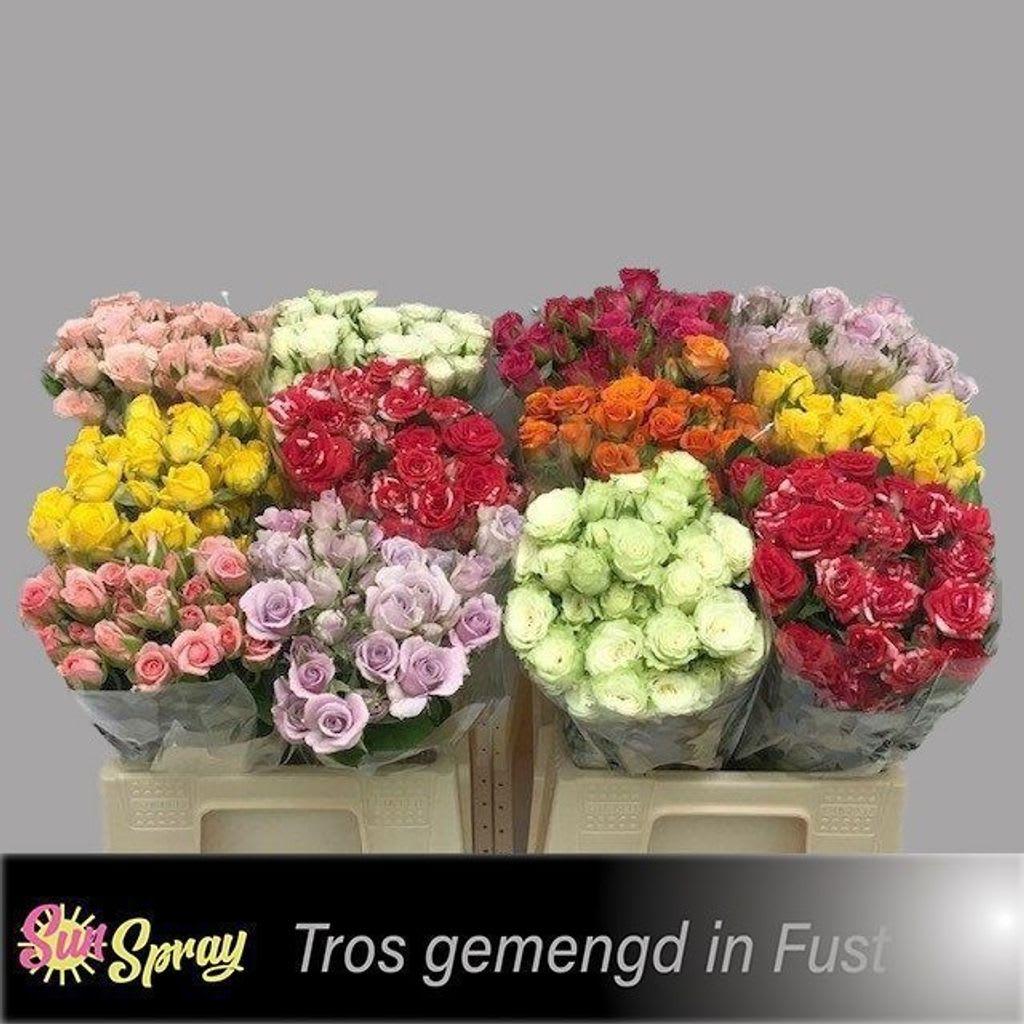 Срезанные цветы оптом Rosa spray mix in bucket от 60шт.. из Голландии с доставкой по России