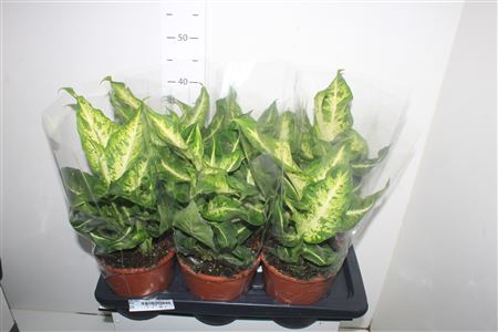 Горшечные цветы и растения оптом Dieffenbachia Mars от 6шт из Голландии с доставкой по России