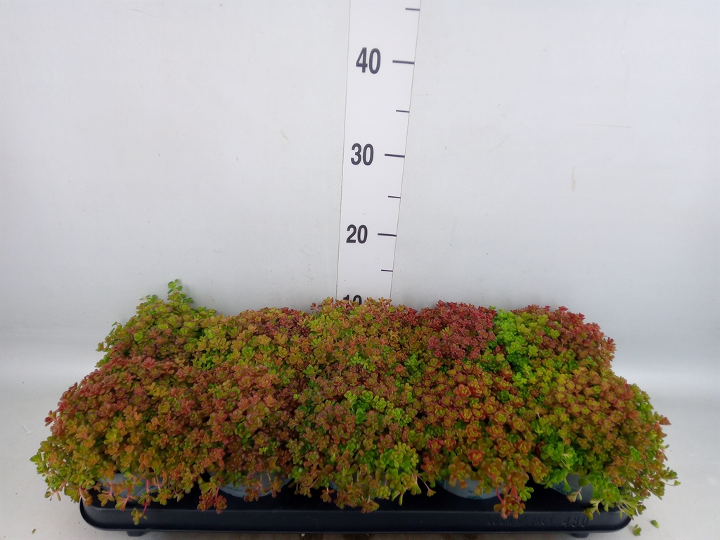 Горшечные цветы и растения оптом Sedum Oreganum от 10шт из Голландии с доставкой по России