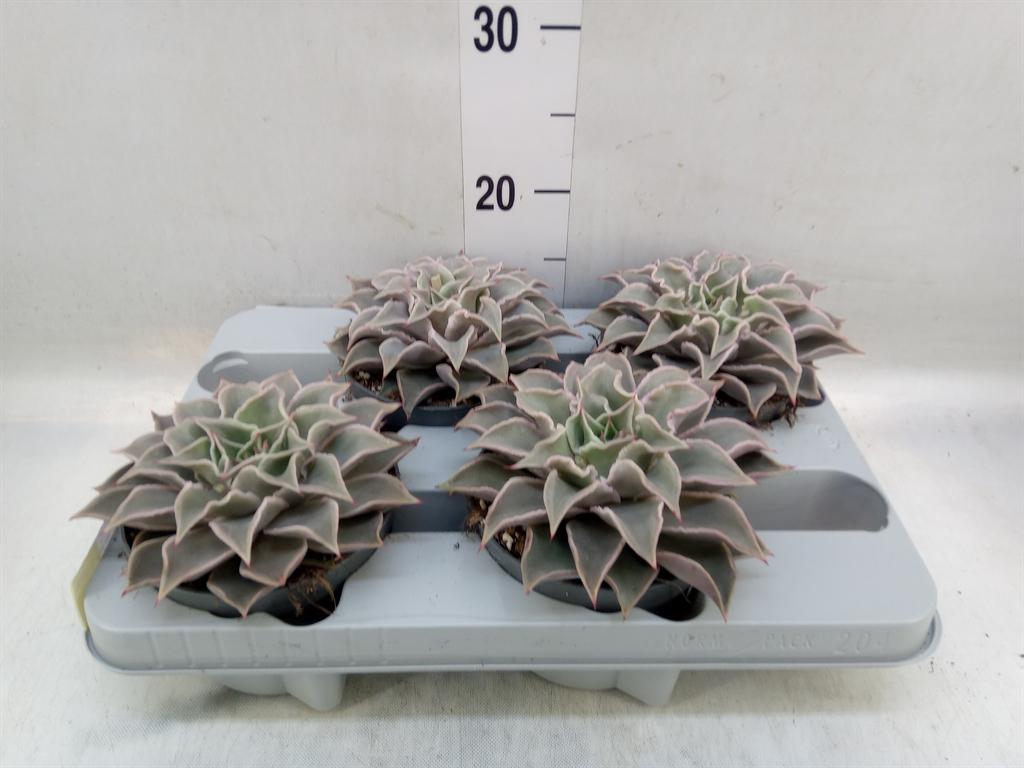 Горшечные цветы и растения оптом Echeveria   ... от 4шт из Голландии с доставкой по России