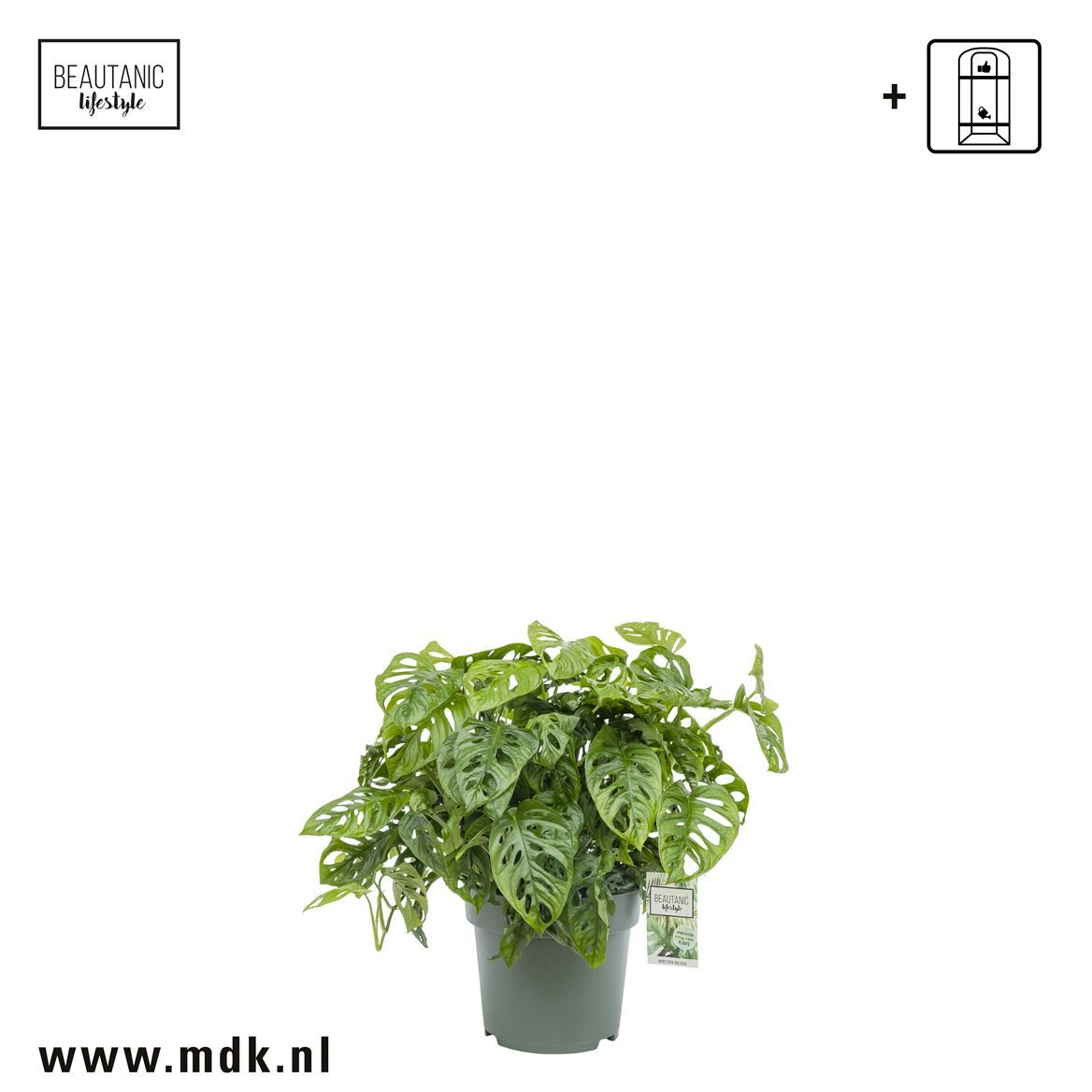 Горшечные цветы и растения оптом Monstera Obliqua от 1шт из Голландии с доставкой по России