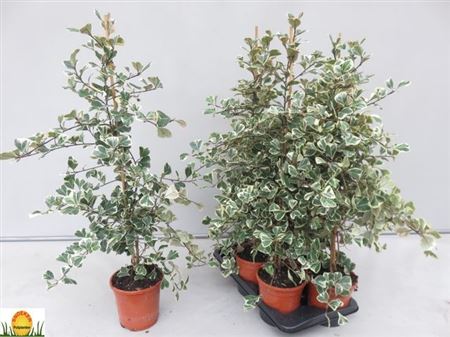 Горшечные цветы и растения оптом Fic Natal Sweetheart от 6шт из Голландии с доставкой по России