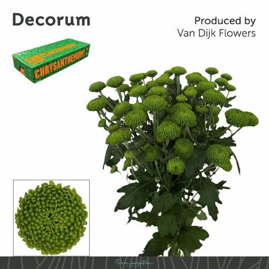 Срезанные цветы оптом Chrys sp deligreen от 80шт из Голландии с доставкой по России