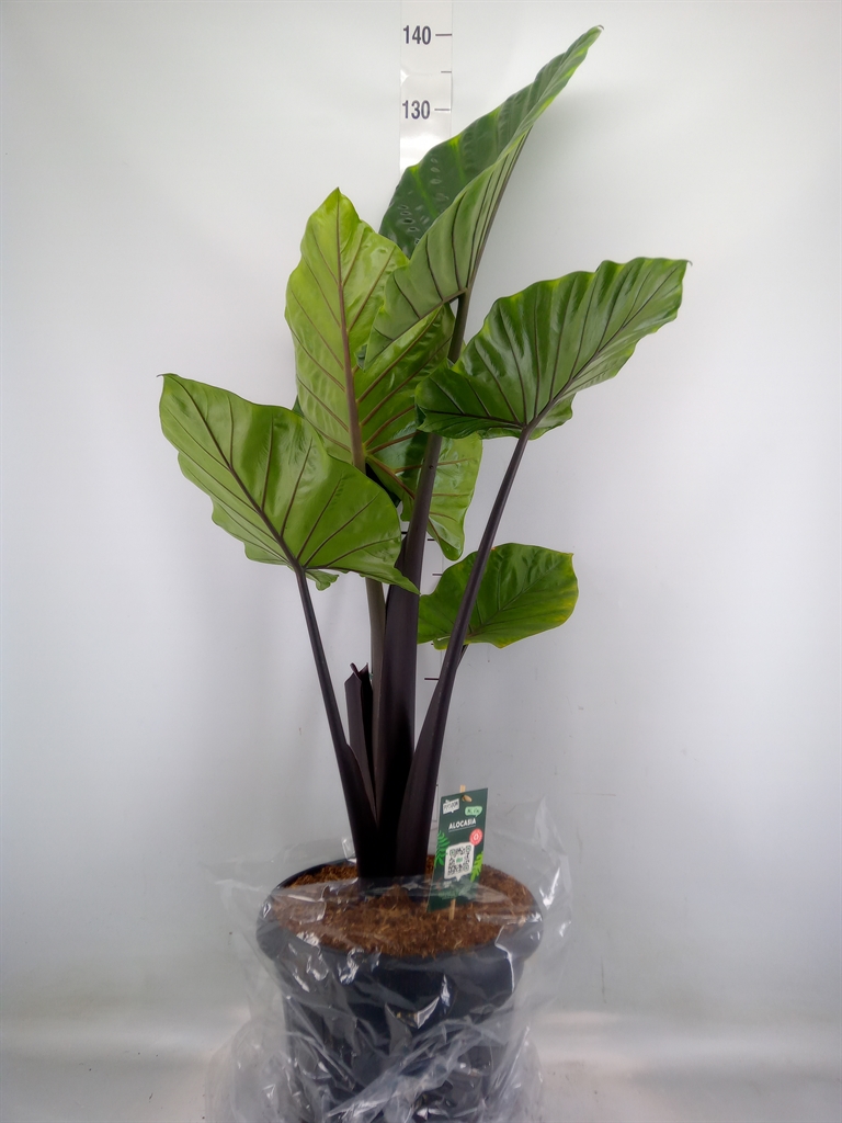 Горшечные цветы и растения оптом Alocasia   ... от 1шт (для телеги) из Голландии с доставкой по России