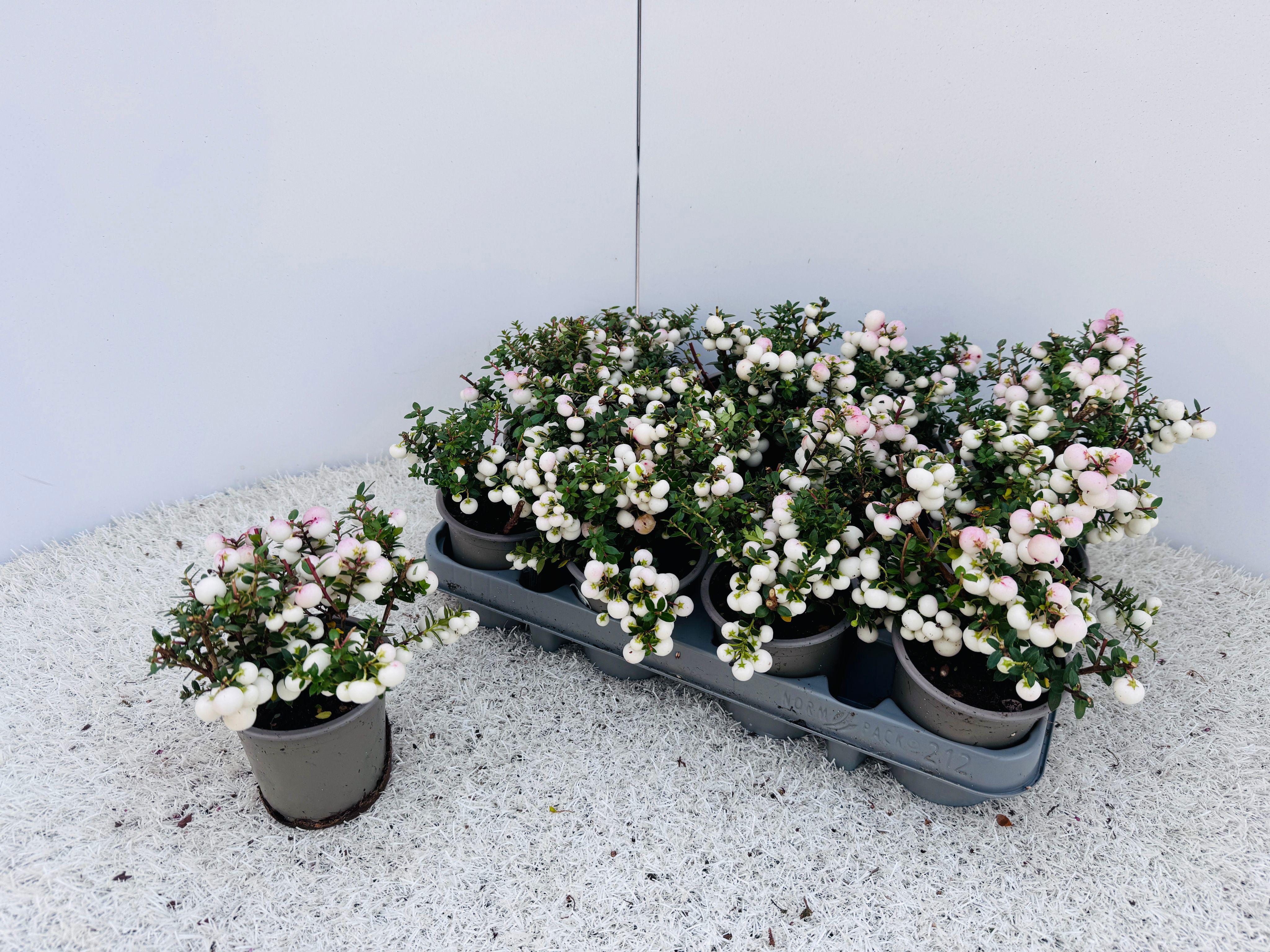 Горшечные цветы и растения оптом Gaulth Mucronata от 12шт (для телеги) из Голландии с доставкой по России