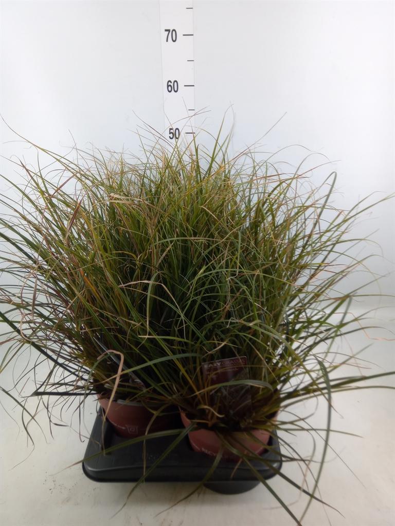 Горшечные цветы и растения оптом Uncinia Rubra от 6шт из Голландии с доставкой по России