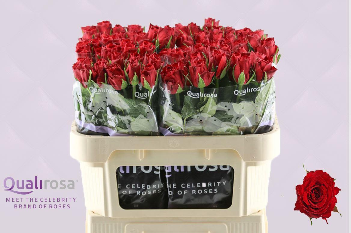 Срезанные цветы оптом Rosa large madam red от 240шт. из Голландии с доставкой по России