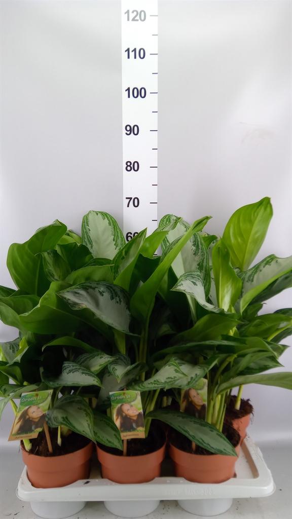 Горшечные цветы и растения оптом Aglaonema Gb silver Bay от 6шт из Голландии с доставкой по России