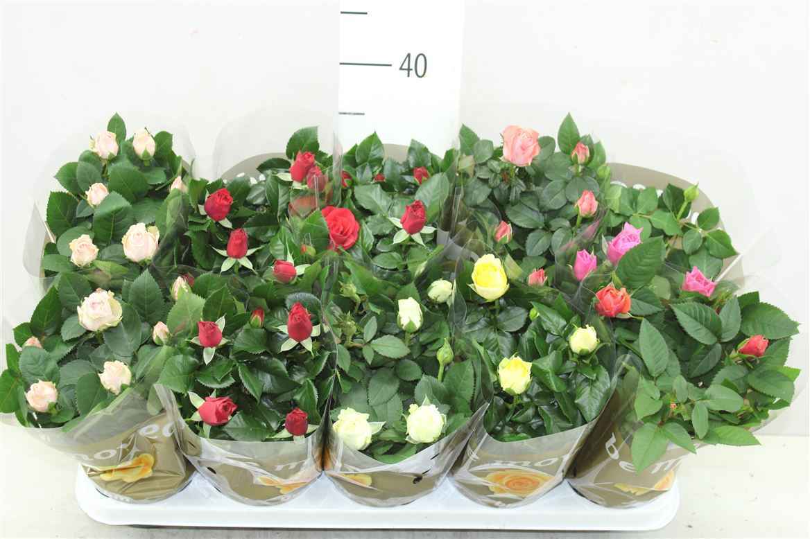 Горшечные цветы и растения оптом Rosa Beau Monde Gemengd от 10шт из Голландии с доставкой по России