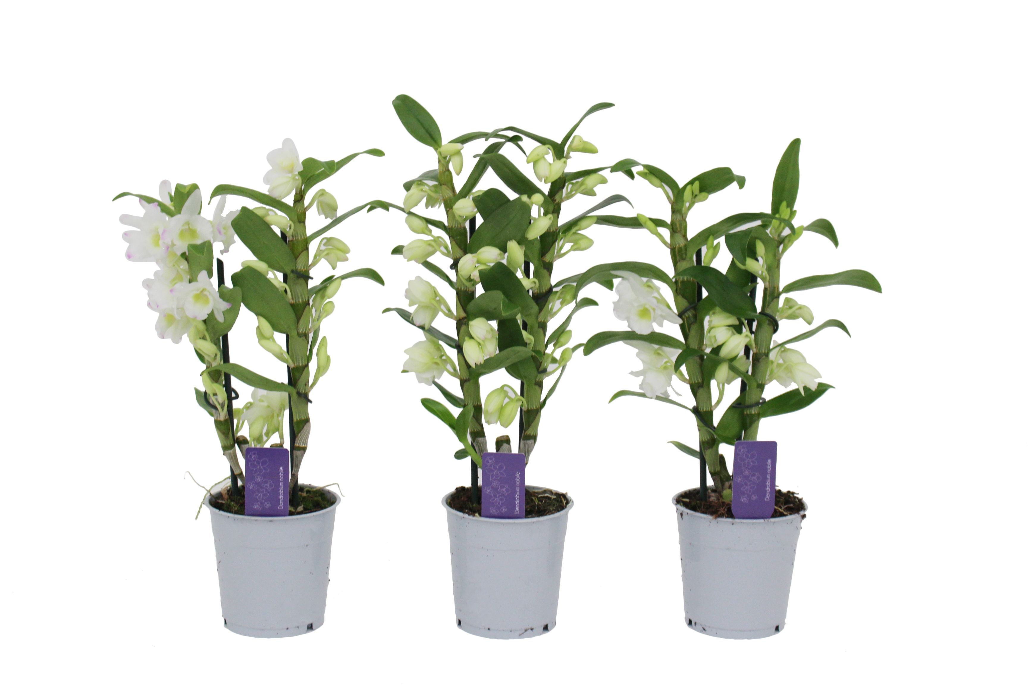 Горшечные цветы и растения оптом Dendr Nob 2st Apollon Basic от 6шт из Голландии с доставкой по России