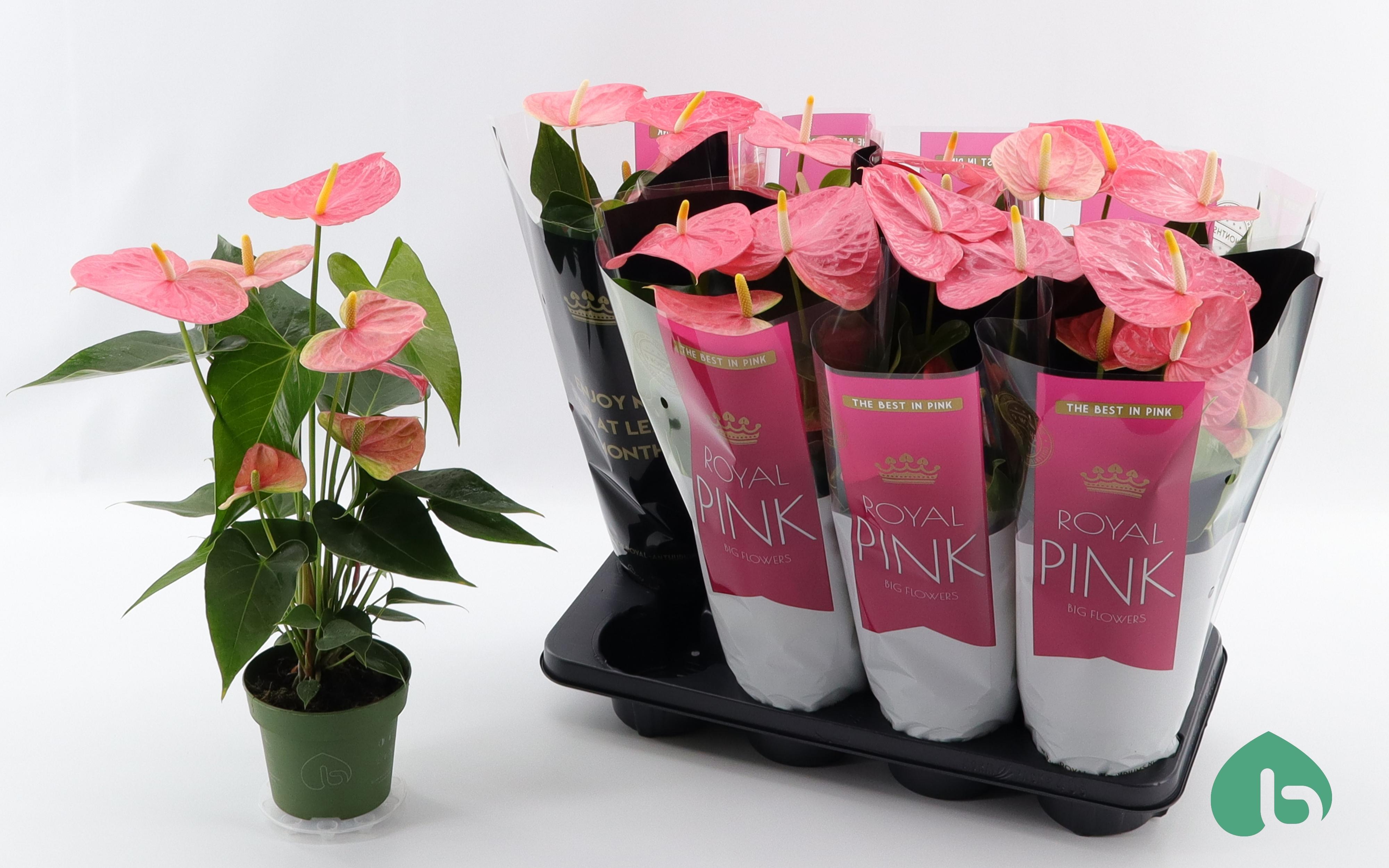 Горшечные цветы и растения оптом Anthu An Colorado от 8шт из Голландии с доставкой по России