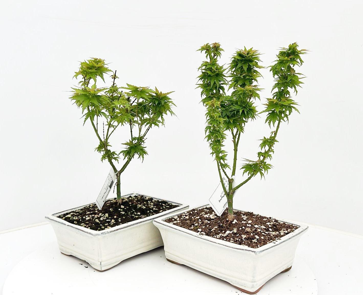 Горшечные цветы и растения оптом Acer Palamatum kotohime, Pot 22cm. от 3шт из Голландии с доставкой по России