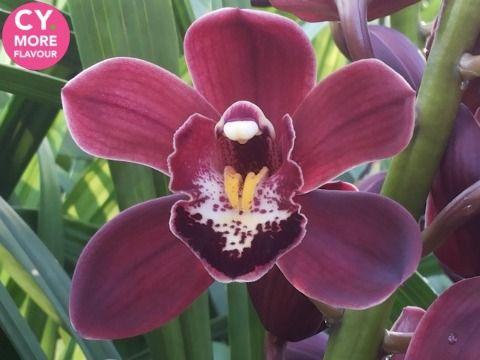 Срезанные цветы оптом Minicymbidium madelon от 15шт из Голландии с доставкой по России