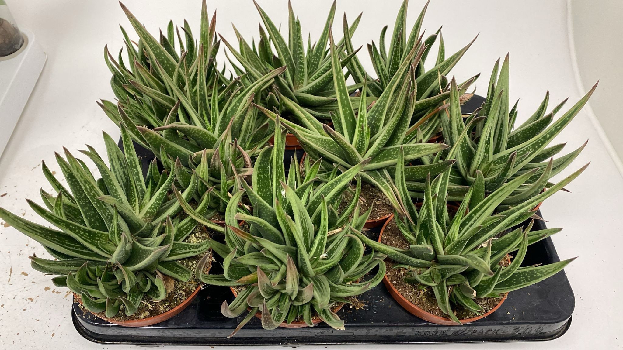Горшечные цветы и растения оптом Gasteria Doreen от 9шт из Голландии с доставкой по России