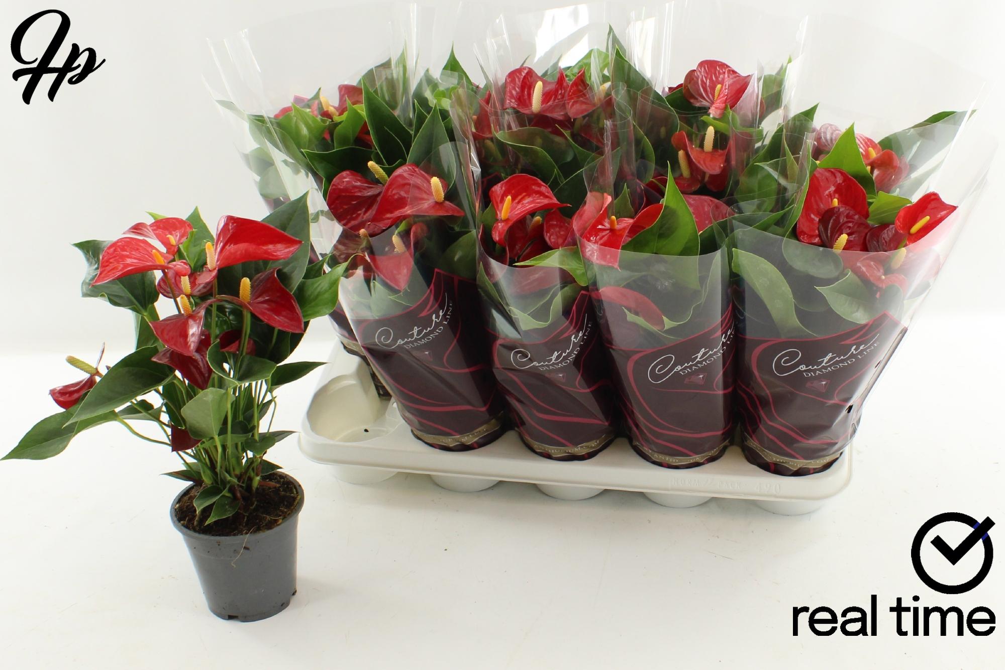 Горшечные цветы и растения оптом Anth An Aristo от 10шт из Голландии с доставкой по России