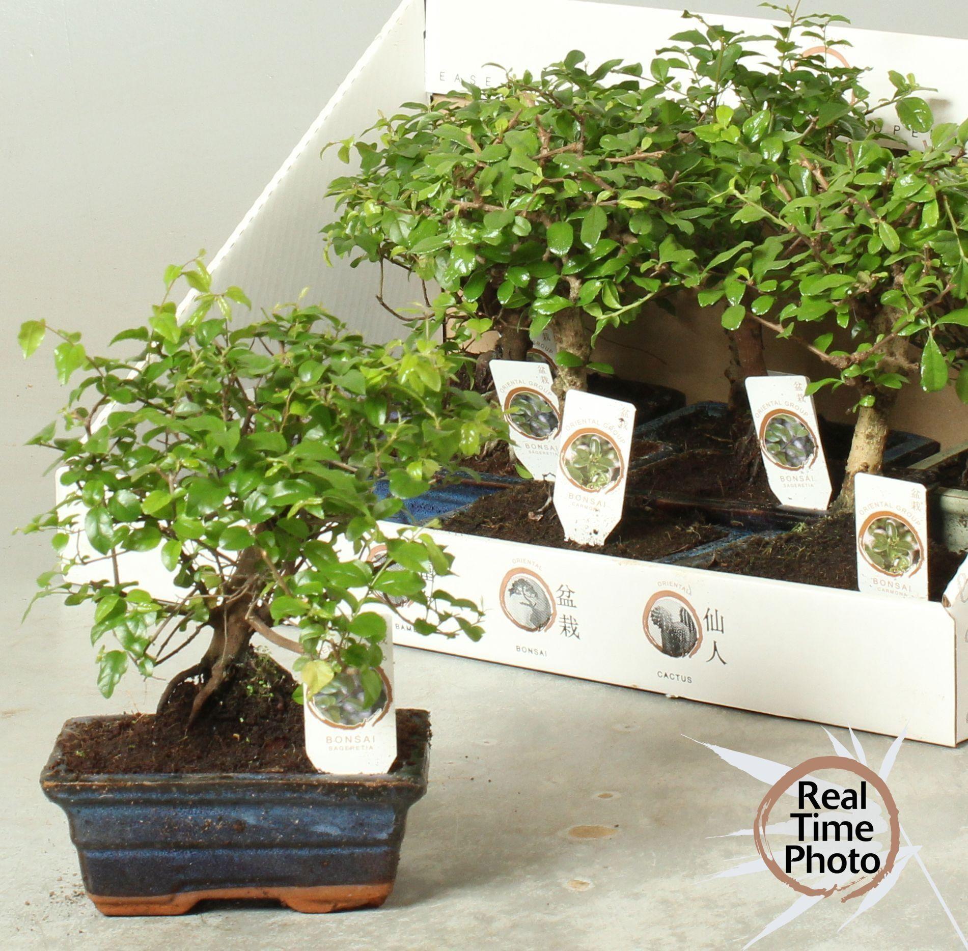 Горшечные цветы и растения оптом Bonsai Gem от 8шт из Голландии с доставкой по России Горшечные цветы и растения оптом Bonsai Gem от 8шт из Голландии с доставкой по России