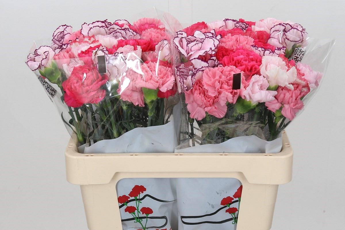 Срезанные цветы оптом Dianthus st mix rainbow pink от 80шт из Голландии с доставкой по России