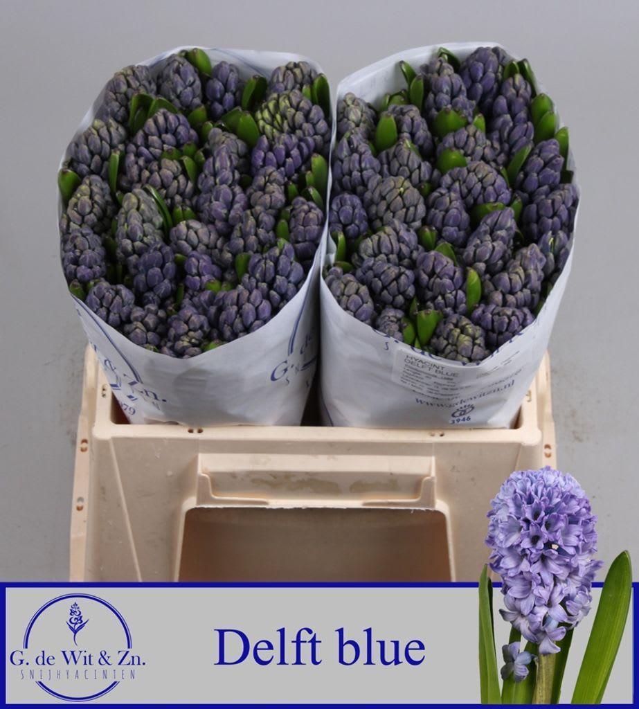 Срезанные цветы оптом Hyacinthus delft blue от 50шт из Голландии с доставкой по России