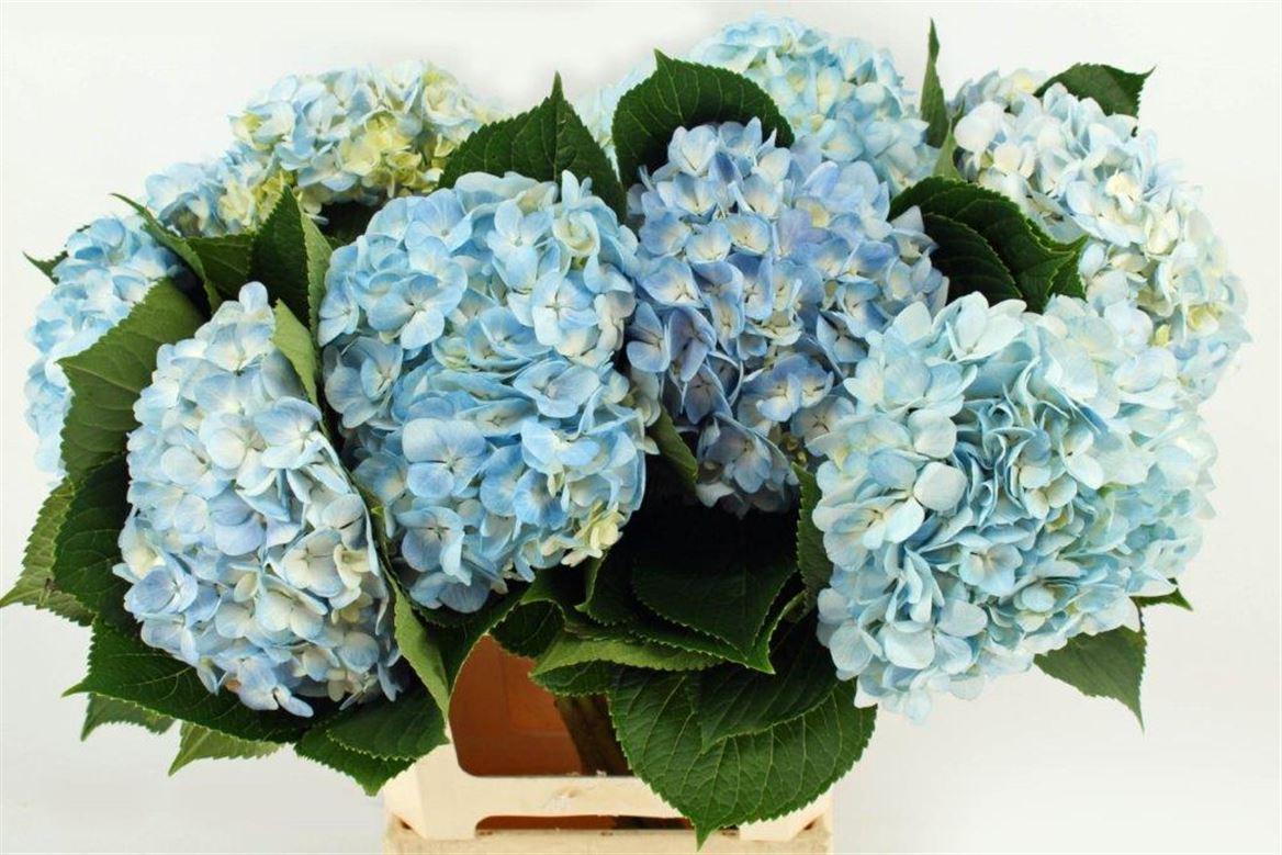 Срезанные цветы оптом Hydrangea therese blue от 10шт из Голландии с доставкой по России