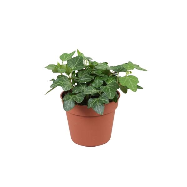 Горшечные цветы и растения оптом Hedera Helix Wonder от 21шт (для телеги) из Голландии с доставкой по России Горшечные цветы и растения оптом Hedera Helix Wonder от 21шт (для телеги) из Голландии с доставкой по России