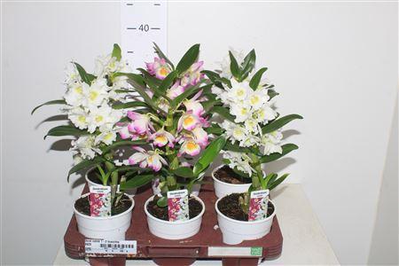 Горшечные цветы и растения оптом Dend Nobile 1-2 Branches * Spring Deal * от 6шт из Голландии с доставкой по России