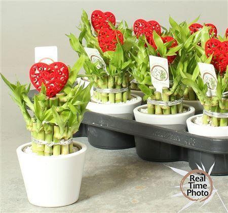 Горшечные цветы и растения оптом Dra Lucky Bamboo 2 Rings от 8шт (для телеги) из Голландии с доставкой по России