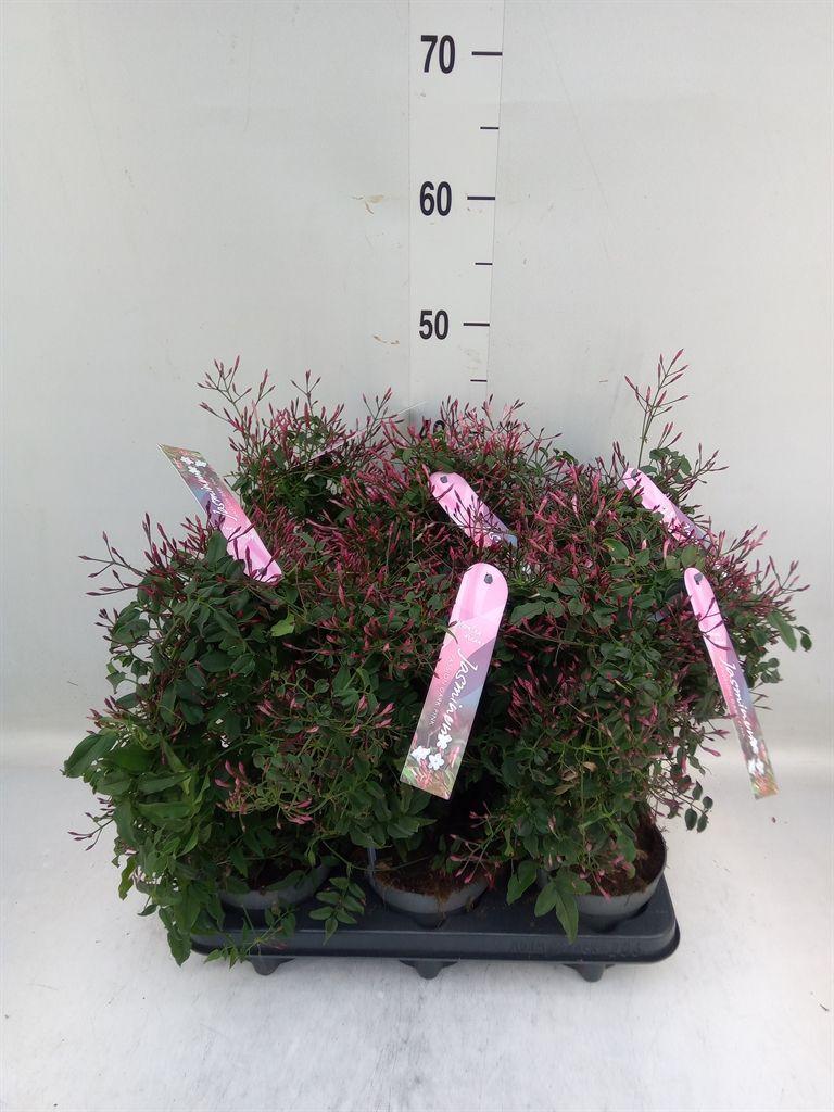 Горшечные цветы и растения оптом Jasminum Polyanthum   ...rose от 6шт из Голландии с доставкой по России