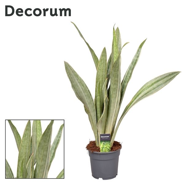 Горшечные цветы и растения оптом Sansevieria Aubrytniana Metallica (decorum) от 1шт из Голландии с доставкой по России