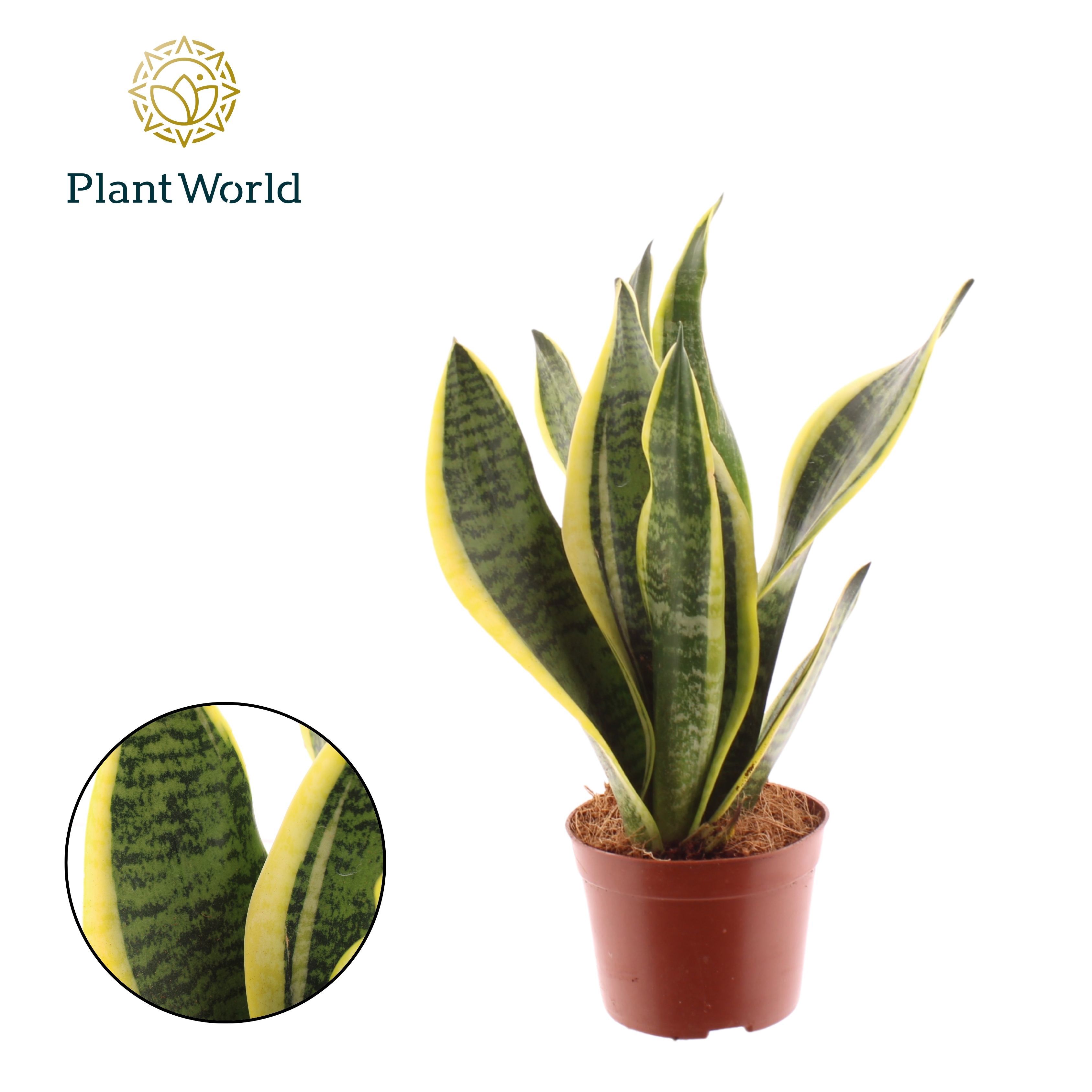 Горшечные цветы и растения оптом Sansevieria Futura Superba от 18шт (для телеги) из Голландии с доставкой по России