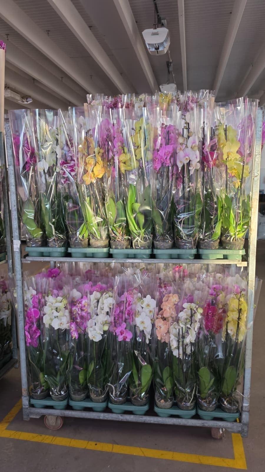 Горшечные цветы и растения оптом Phalaenopsis   ...mix от 10шт из Голландии с доставкой по России