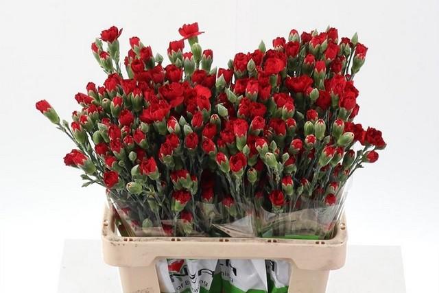 Срезанные цветы оптом Dianthus sp red от 100шт из Голландии с доставкой по России