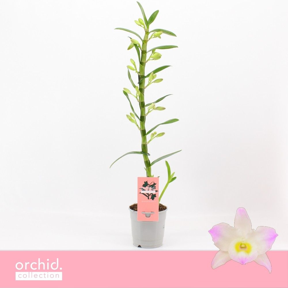 Горшечные цветы и растения оптом Dendr Nob 1st Kumiko Orchid Collection от 10шт из Голландии с доставкой по России