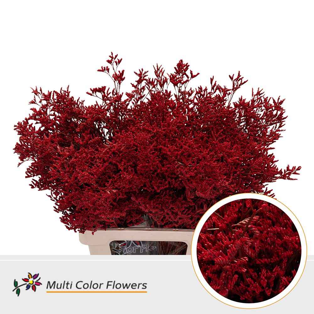 Срезанные цветы оптом Limonium paint red от 50шт. из Голландии с доставкой по России