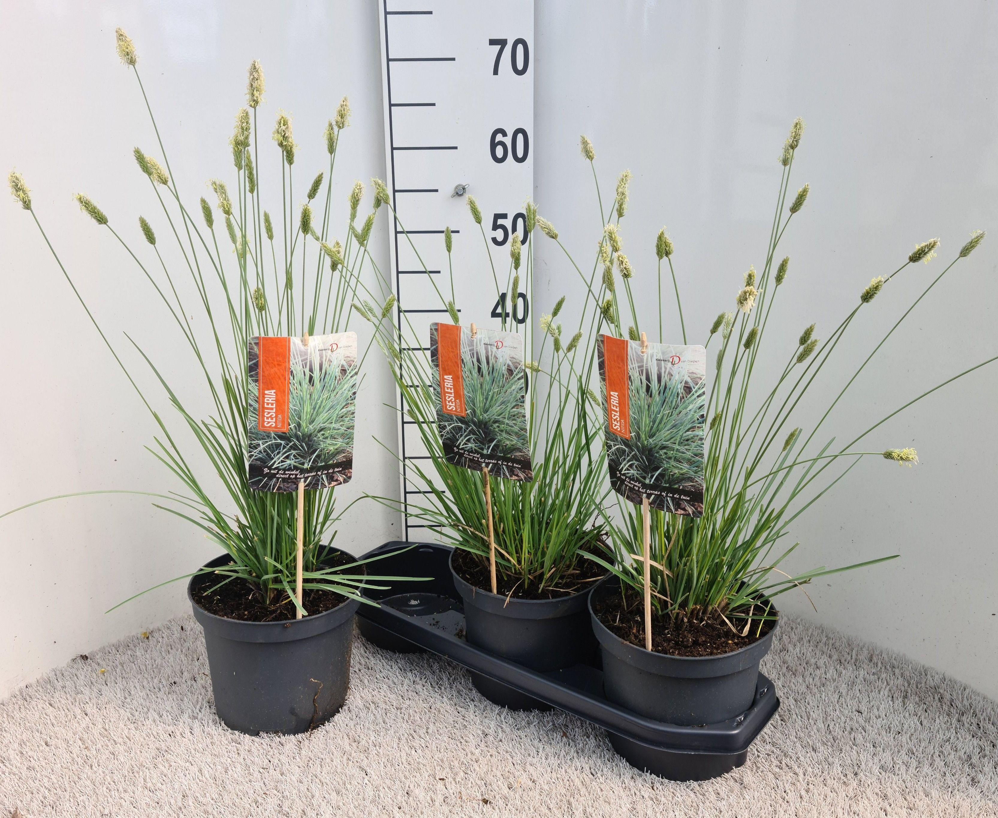Горшечные цветы и растения оптом Sesleria Nitida от 3шт из Голландии с доставкой по России